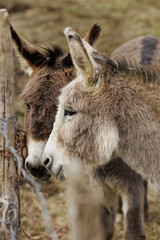 Two donkey friends