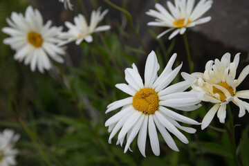 Wildflower of Oxeye Daisy , Leucanthemum vulgare, family of Chamomiles, Yarrows, and Allies Tribe Anthemideae