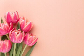 Pink tulip flower on pastel table background with copy space for text. International Women day, Mother day and Happy Valentine day concept.