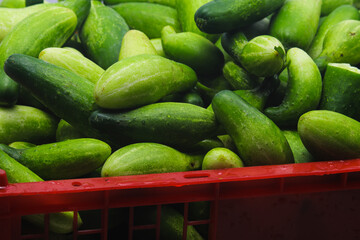 A large group of fresh cucumbers on a red plastic tray container are ready to sell in an Indonesian traditional market. Cucumber background, and agriculture background