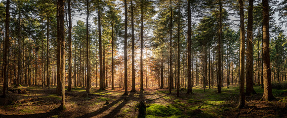 Panoramic view of a forest with sunlight shinning through the trees