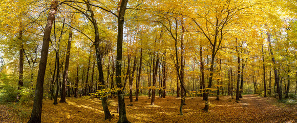 Colorful panoramic autumn landscape in a scenic forest