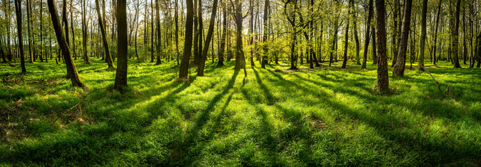 Beautiful rays of sunlight in a green forest at the spring