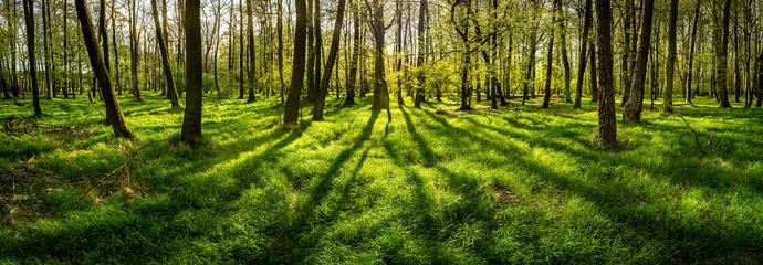 Foto auf Alu-Dibond Beautiful rays of sunlight in a green forest at the spring © aboutfoto