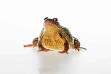 Big brown frog or European common frog, Rana temporaria, isolated on a white background