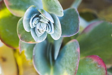 Close up of flapjack succulent.