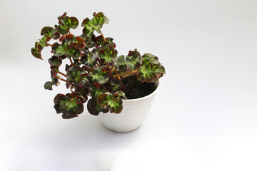 Gardening: Close-up view of Begonia Cathedral or Stained Glass Begonia on white pot isolated on white background. Beautiful variegated houseplant for home decor