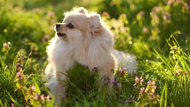 Pomeranian spitz barks in the street. Walking the dog in the park in the evening