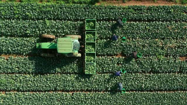 Farm workers picking Broccoli placing them in pallets, aerial view.
