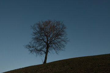 Fototapeta na wymiar Lonely tree on the hill