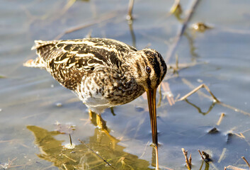 African Snipe, South Africa