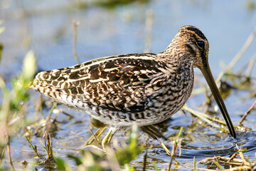 African Snipe, South Africa