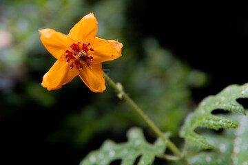 Fototapeta premium flor en la naturaleza