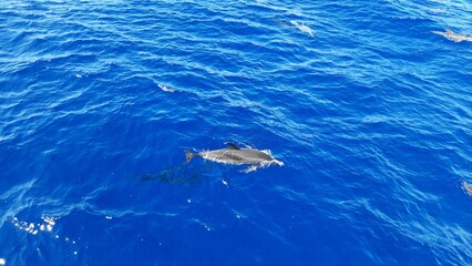 Delfin im Meer © Jenny