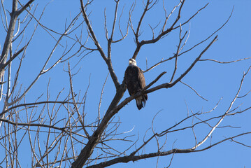 Wildlife habitat at Loess Bluff National Wildlife Refuge