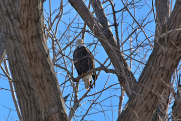 Wildlife habitat at Loess Bluff National Wildlife Refuge