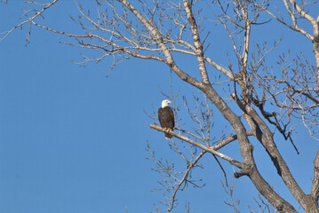 Wildlife habitat at Loess Bluff National Wildlife Refuge