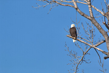 Wildlife habitat at Loess Bluff National Wildlife Refuge