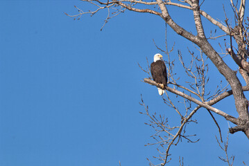 Wildlife habitat at Loess Bluff National Wildlife Refuge