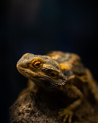 close up of a lizard