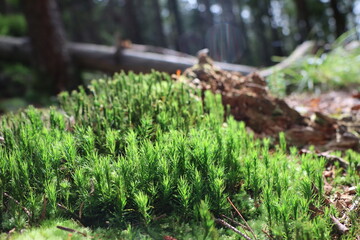 protruding bright green moss close-up in backlight