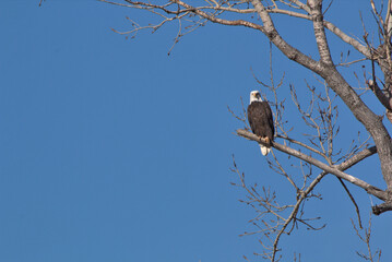 Wildlife habitat at Loess Bluff National Wildlife Refuge