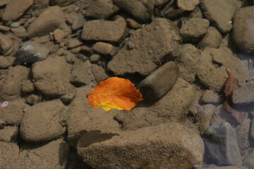 the rocky bottom is visible through the clear water of a mountain stream