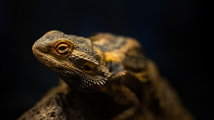 close up of a lizard