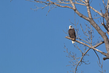 Wildlife habitat at Loess Bluff National Wildlife Refuge