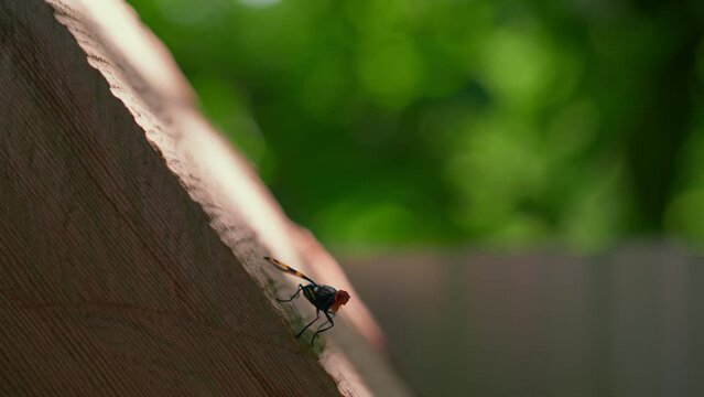 Macro or close up shot of a fly or an Insect resting on a wood in a sunlight. concept of nature