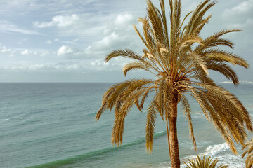 close up of palm tree