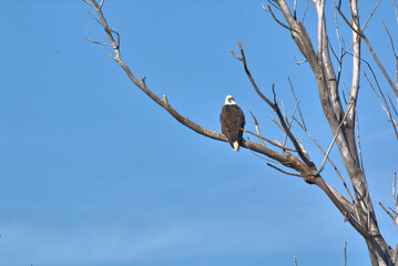 Wildlife habitat at Loess Bluff National Wildlife Refuge