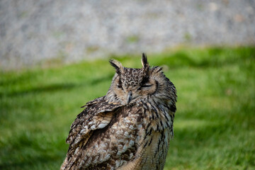 Eurasian eagle-owl (Bubo bubo) is sitting in the grass. Detail of the biggest european owl.