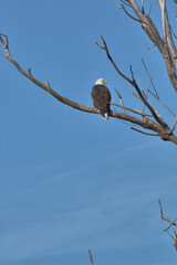 Wildlife habitat at Loess Bluff National Wildlife Refuge