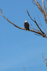 Wildlife habitat at Loess Bluff National Wildlife Refuge