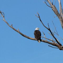 Wildlife habitat at Loess Bluff National Wildlife Refuge