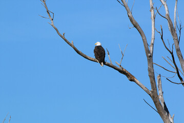 Wildlife habitat at Loess Bluff National Wildlife Refuge
