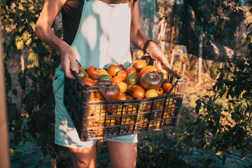 farmer picking colorful organic tomatoes
