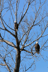 Wildlife habitat at Loess Bluff National Wildlife Refuge