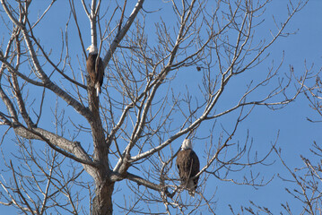 Wildlife habitat at Loess Bluff National Wildlife Refuge