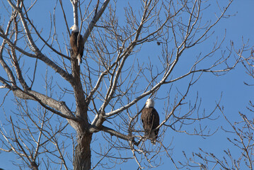 Wildlife habitat at Loess Bluff National Wildlife Refuge