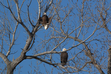 Wildlife habitat at Loess Bluff National Wildlife Refuge