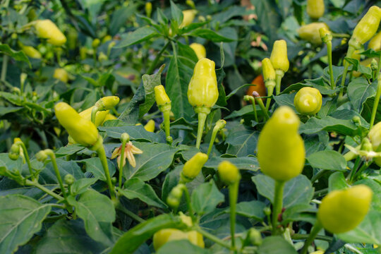 Close-up view of datil peppers or cayenne pepper (also known as Capsicum frutescens, chili pepper, cabai rawit merah) growing on tree branches in the garden.