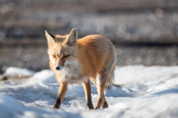 Wild red fox walking along a lake shore in spring time with beautiful fur, coat.  - Powered by Adobe