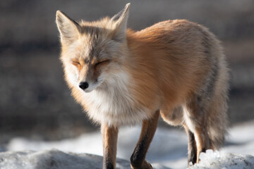 Fototapeta premium Close up of a stunning red fox in northern Canada during spring time with blurred background. 
