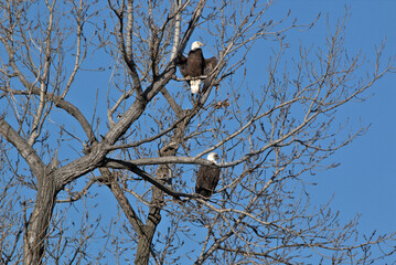 Wildlife habitat at Loess Bluff National Wildlife Refuge