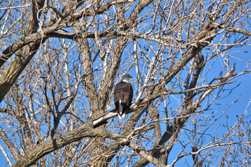Wildlife habitat at Loess Bluff National Wildlife Refuge