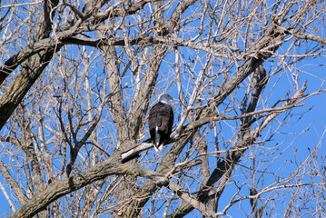 Wildlife habitat at Loess Bluff National Wildlife Refuge