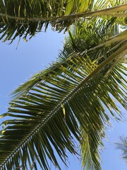 Early morning under the palms