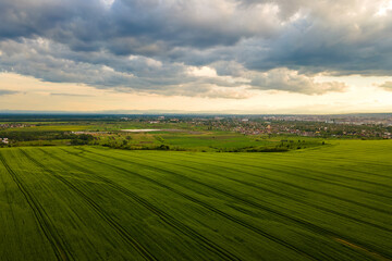 Obraz premium Aerial landscape view of green cultivated agricultural fields with growing crops on bright summer evening.